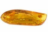 Detailed Fossil Wasp (Hymenoptera) In Baltic Amber #84636-3